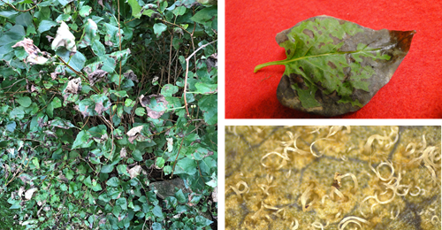 three photos of lilac leaf spot sympotms on a bush, a leaf and the underside of a leaf