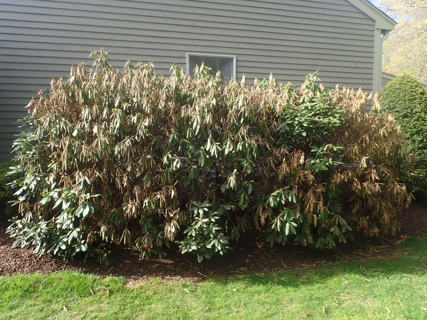 Browning and drooping of rhododendron leaves