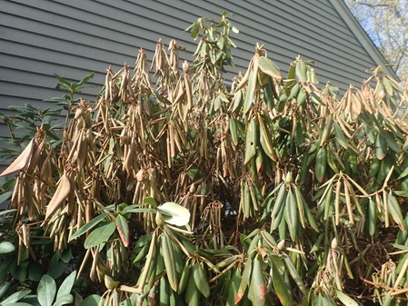 browning and drooping of rhododendron leaves