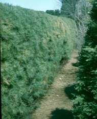 A pine hedge with yellowing and browning of needles caused by winter injry
