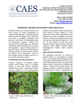 the first page of the fact sheet of hydrangea