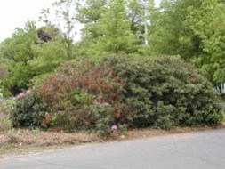 diebacks and brown leaves on a rhododendron bush