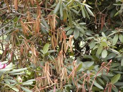 browning and drooping of leaves on a rhododendron bush