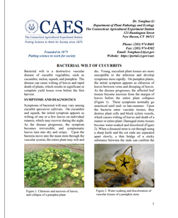 image of the first page of the bacterial wilt of cucurbits fact sheet