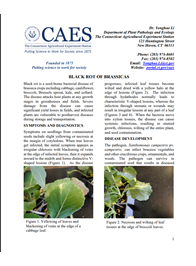 image of the first page of the black rot of brassicas fact sheet