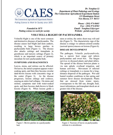 Image of the first page of the Volutella blight of pachysandra fact sheet