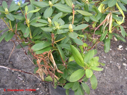 Dieback and canker on a rhododendron bush