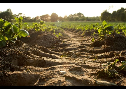 Soil