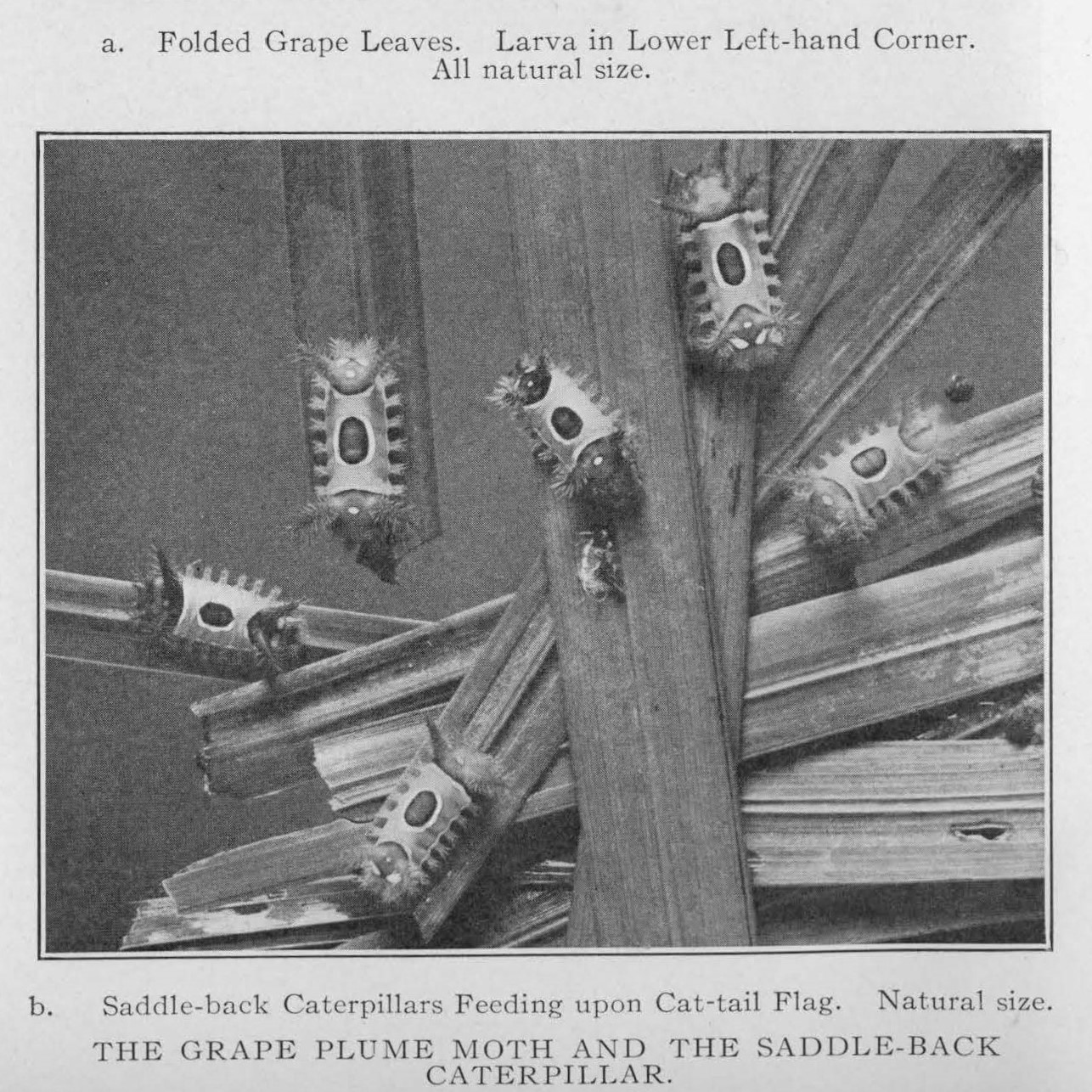 saddleback caterpillars and the grape plume moth larvae's leaf tents from 1914