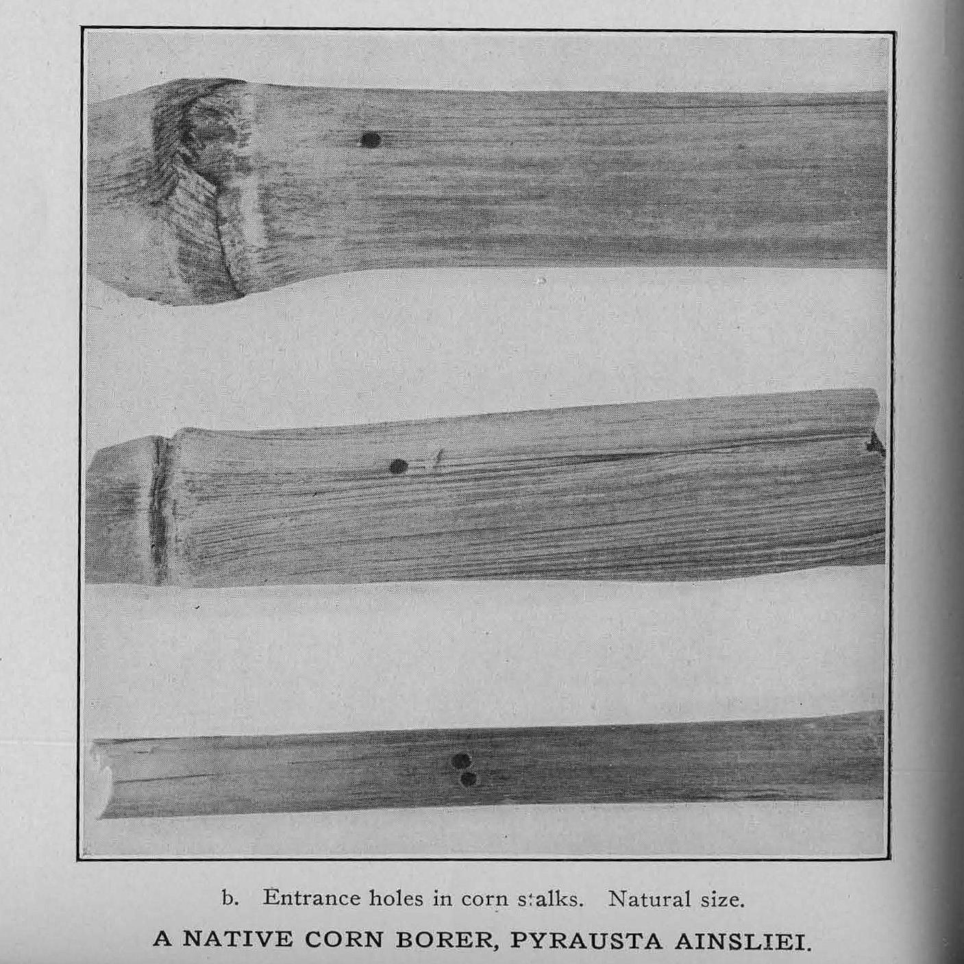 Characteristic damage to corn stalks caused by borers. 1919 Annual Report.