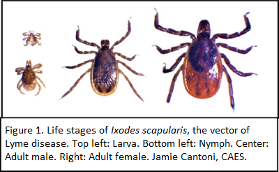 Side-by-side images of blacklegged tick life stages on a white background: larva and nymph on the left, a male in the center, and a red-bodied adult female on the right.
