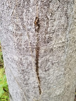 Side view of adult spotted lanternfly