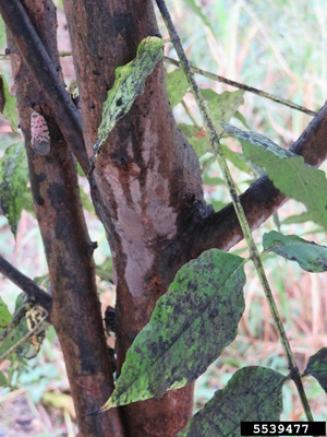 Top view of spotted lanternfly adults with wings open and closed
