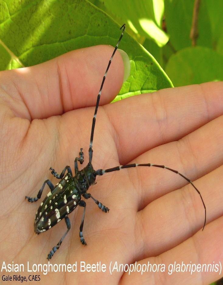 Asian Longhorned Beetle (Anoplophora glabripennis)