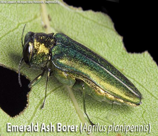Emerald Ash Borer (Agrilus planipennis)