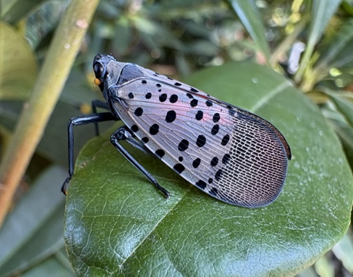 Top view of spotted lanternfly adults with wings open and closed