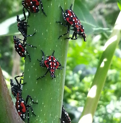 Early stage spotted lanternfly nymph