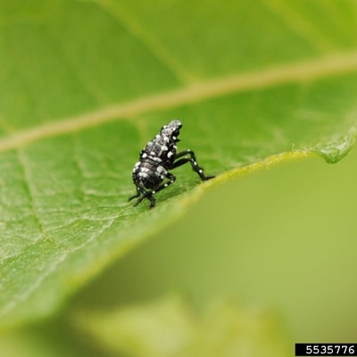 Late stage spotted lanternfly nymph