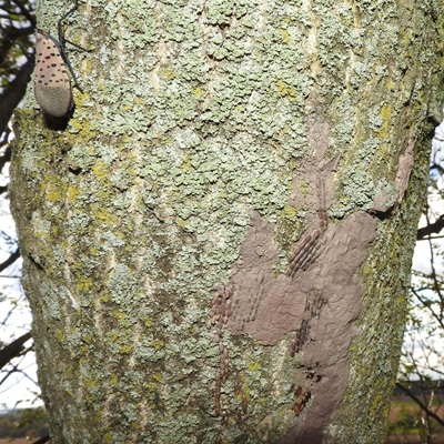 Old spotted lanternfly egg mass