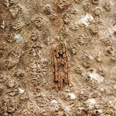 Spotted lanternfly egg masses