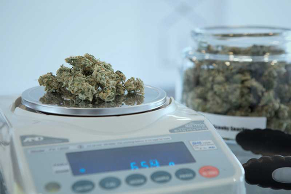 Cannabis on weighing machine