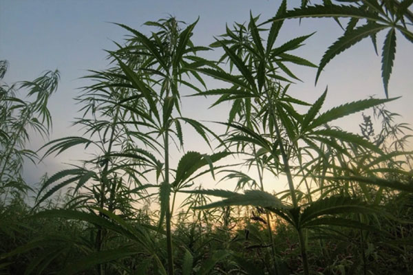 field of cannabis plants