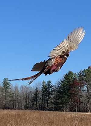 Pheasant in Flight