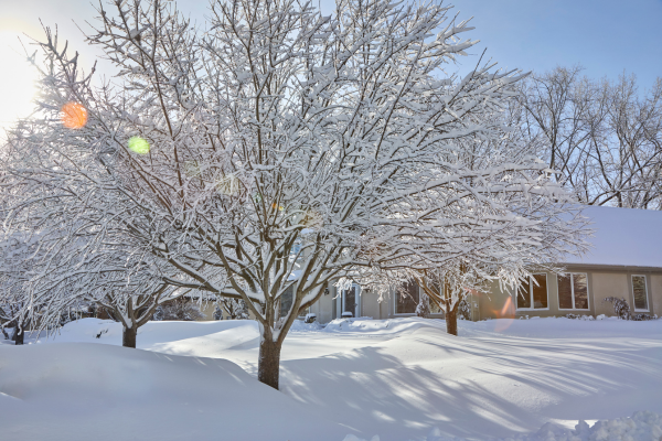 Image of house and tree covered in snow after a winter storm