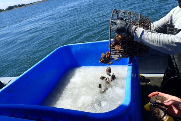 adding oysters to slurry