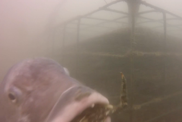 Fish Interact with Aquaculture Gear