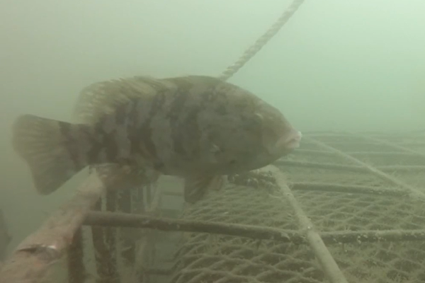 Fish Interact with Aquaculture Gear
