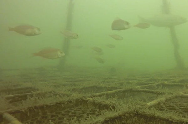 Fish Interact with Aquaculture Gear