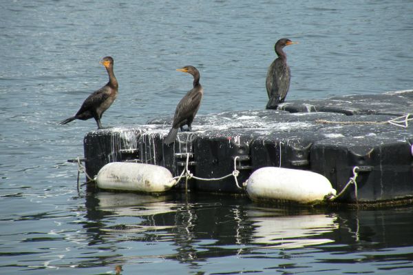 cormorant