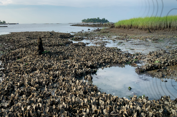 Photo from Connecticut Shellfish Restoration Guide. All rights reserved.