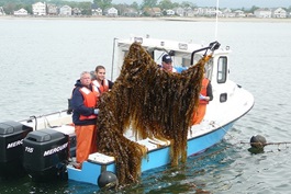 Kelp farmers