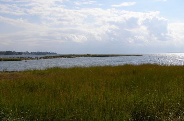 marsh grass