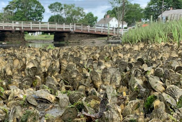CT oyster natural bed