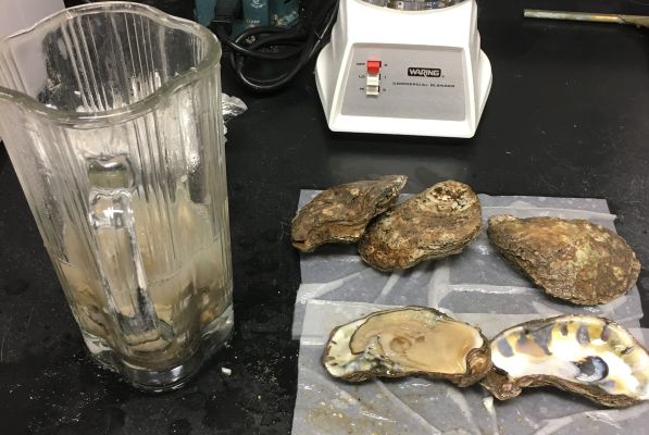 oysters with blender