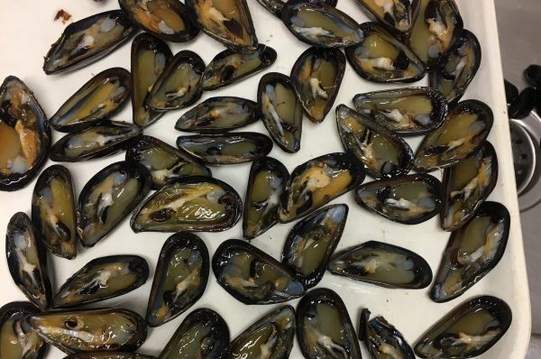 blue mussels for PSP testing
