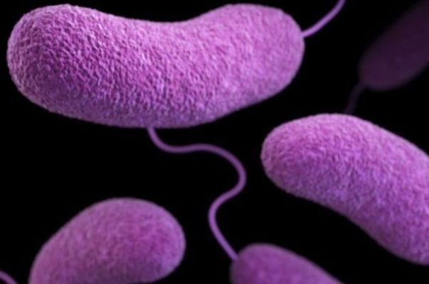 Vibrio bacteria