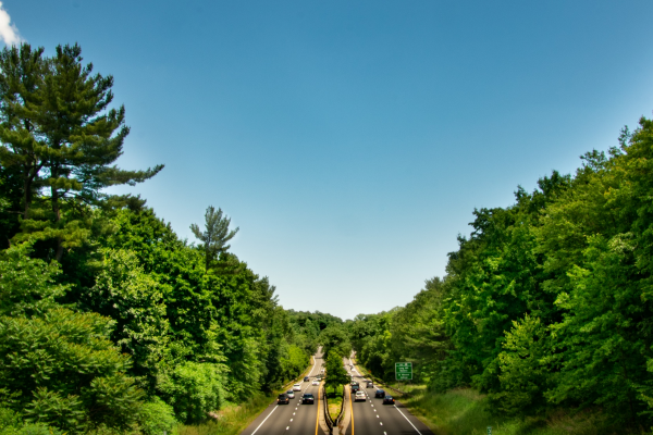 road and vegetation picture scape