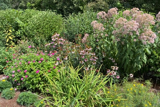 Pollinator plantings