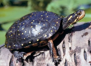 Eastern Box Turtle