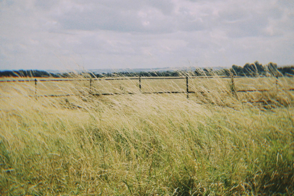 Overgrown grassy field with muted sky and simple wooden fence in the background.