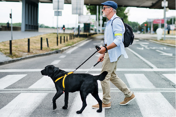 assistant dog helping elderly pedestrian to cross the road - slow down on crossing - pedestrian safety