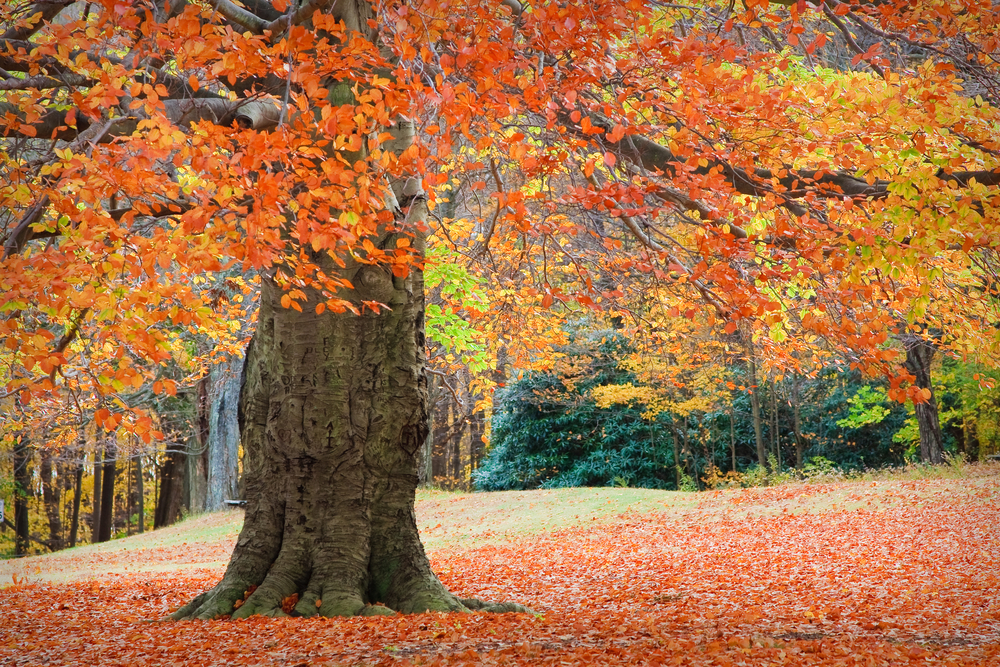 Colorful Trees