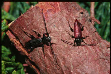 adult smaller Japanese Cedar Longhorn Beetles