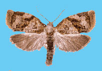 Adult Moth