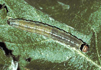 Mature caterpillar on leaf