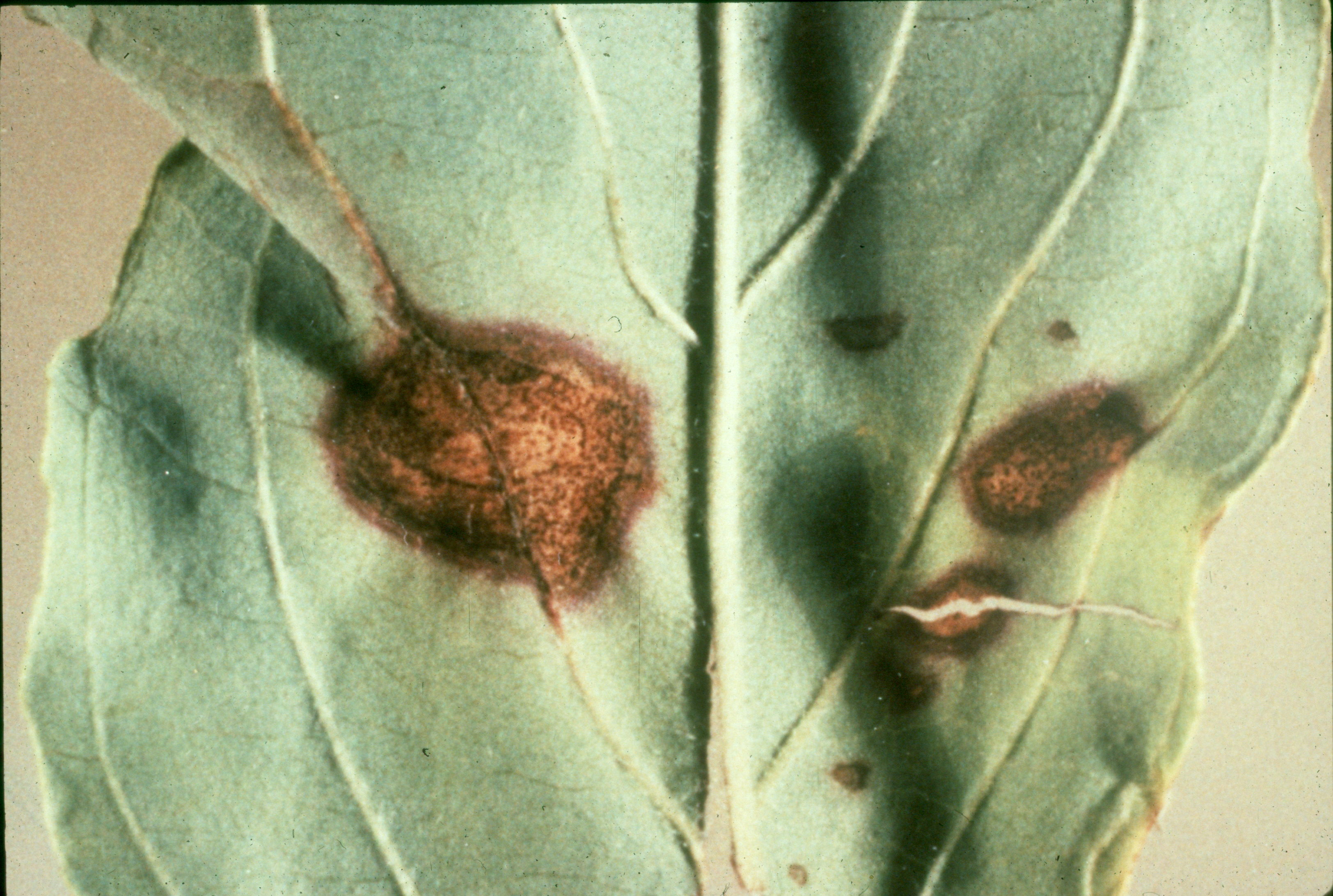 Image of Necrotic spots on leaves